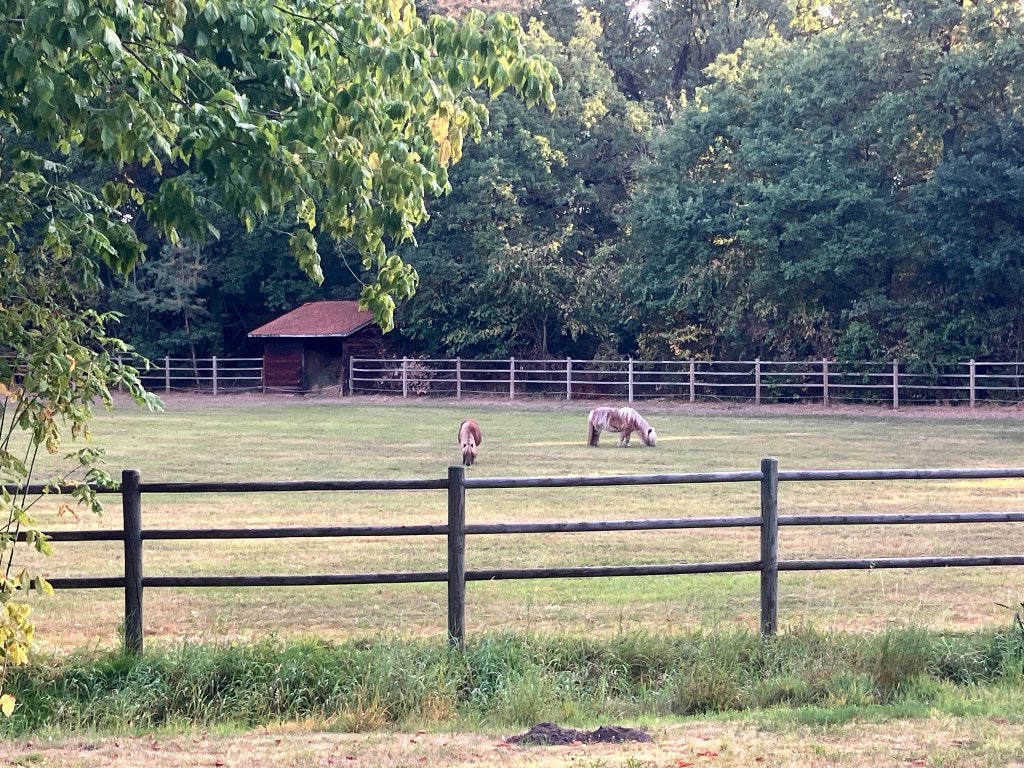 Shetland Pony gezocht als gezelschap, Merrie, Niet van toepassing, A pony (tot 1.17m), Gechipt