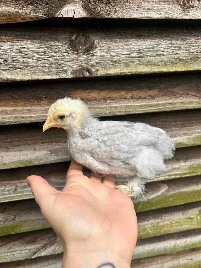 Cochin kriel hennetjes, Femelle, Poule ou poulet
