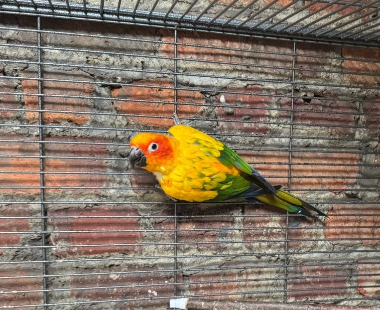 Conure Soleil femelle sexée baguée