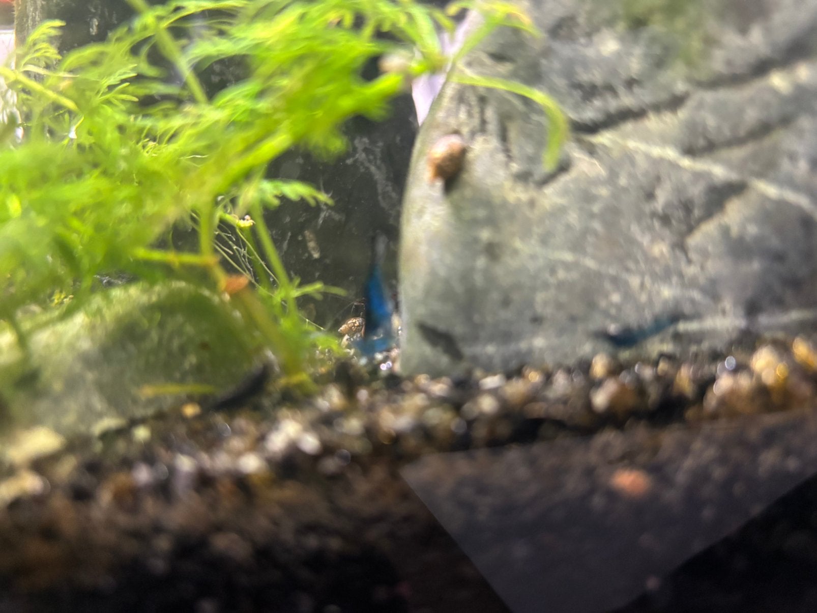 Prachtige Blue Dream Garnelen te koop! - Groepjes van 10
