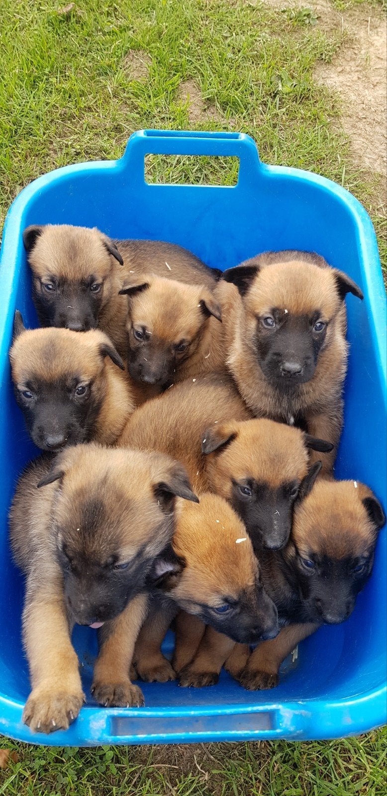Mechelse herder puppies FCI, Dieren en Toebehoren, België, Fokker | Hobbymatig, CDV (hondenziekte), 8 tot 15 weken