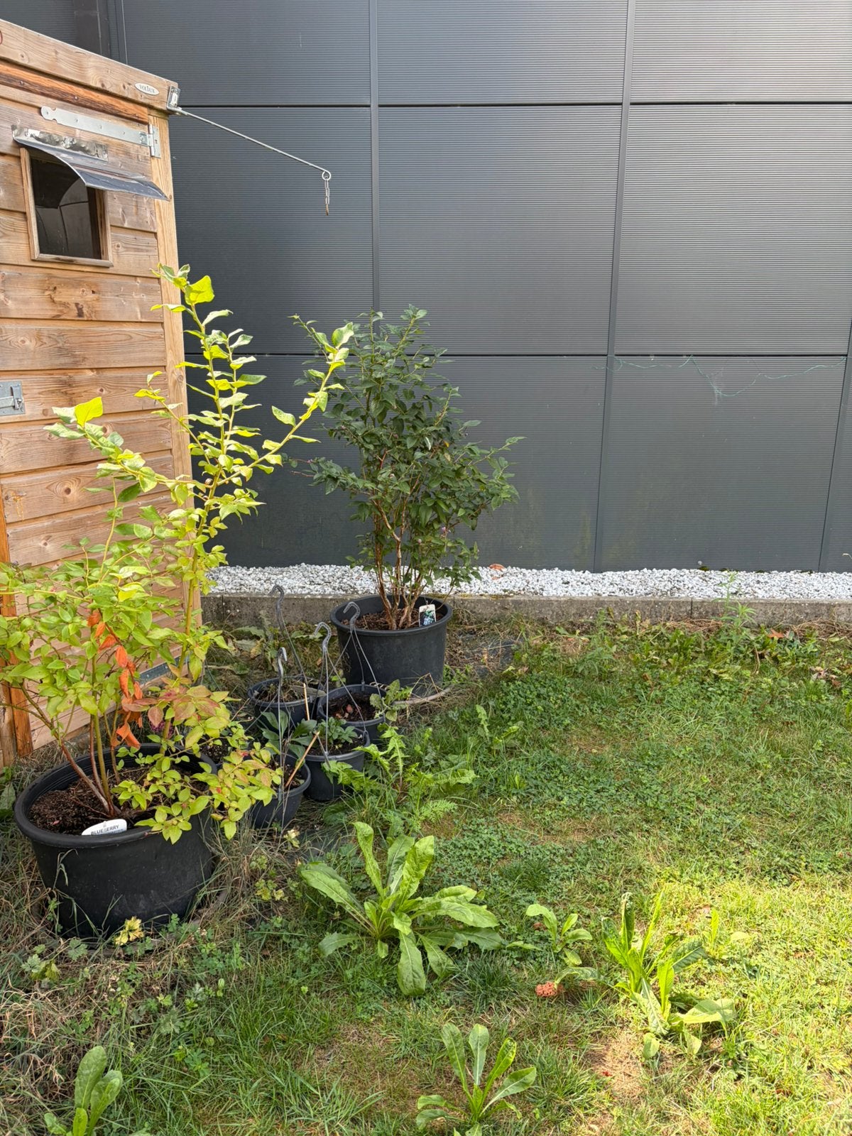 Bosbesstruiken te koop, Ophalen, In pot