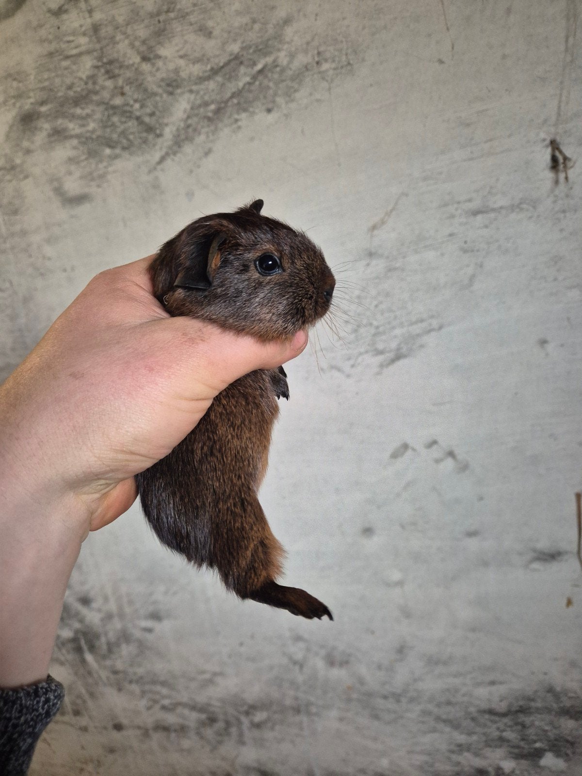 Un cochon d'Inde porte un agouti doré, Février, Mâle, Cobaye