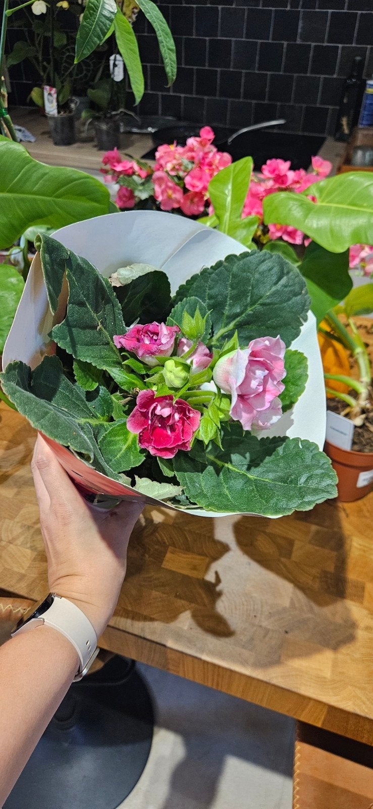 dubbelbloemig vlijtig liesje (Impatiens walleriana), Tuin en Terras, Planten | Tuinplanten, Ophalen