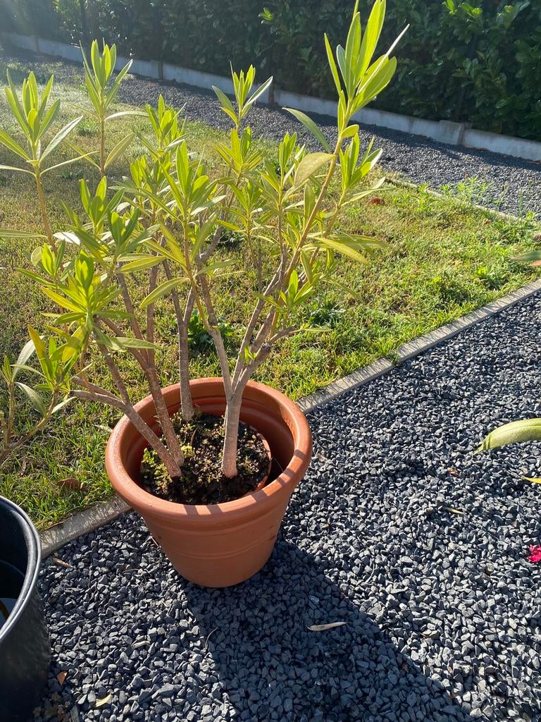 Mooie oleander zonder pot, Tuin en Terras, Ophalen, Vaste plant