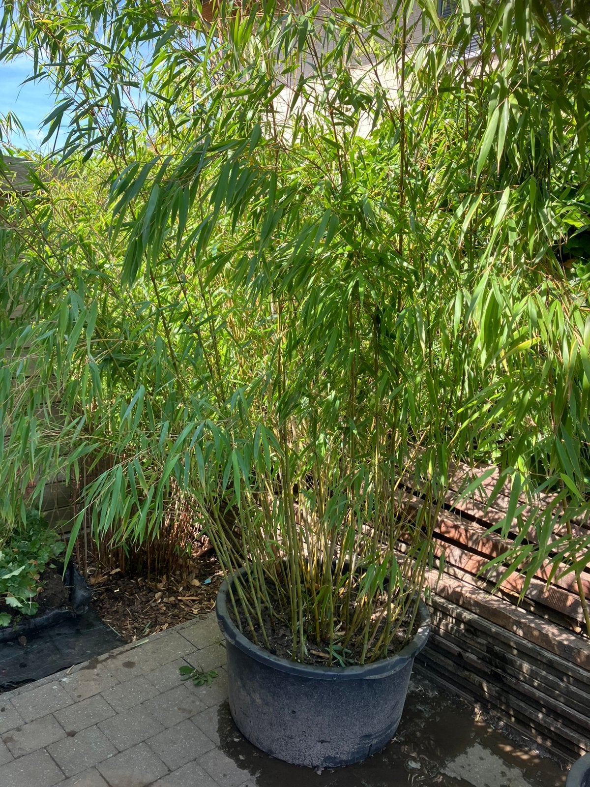 Bamboe Fargesia Scabrida in kuip, Ophalen