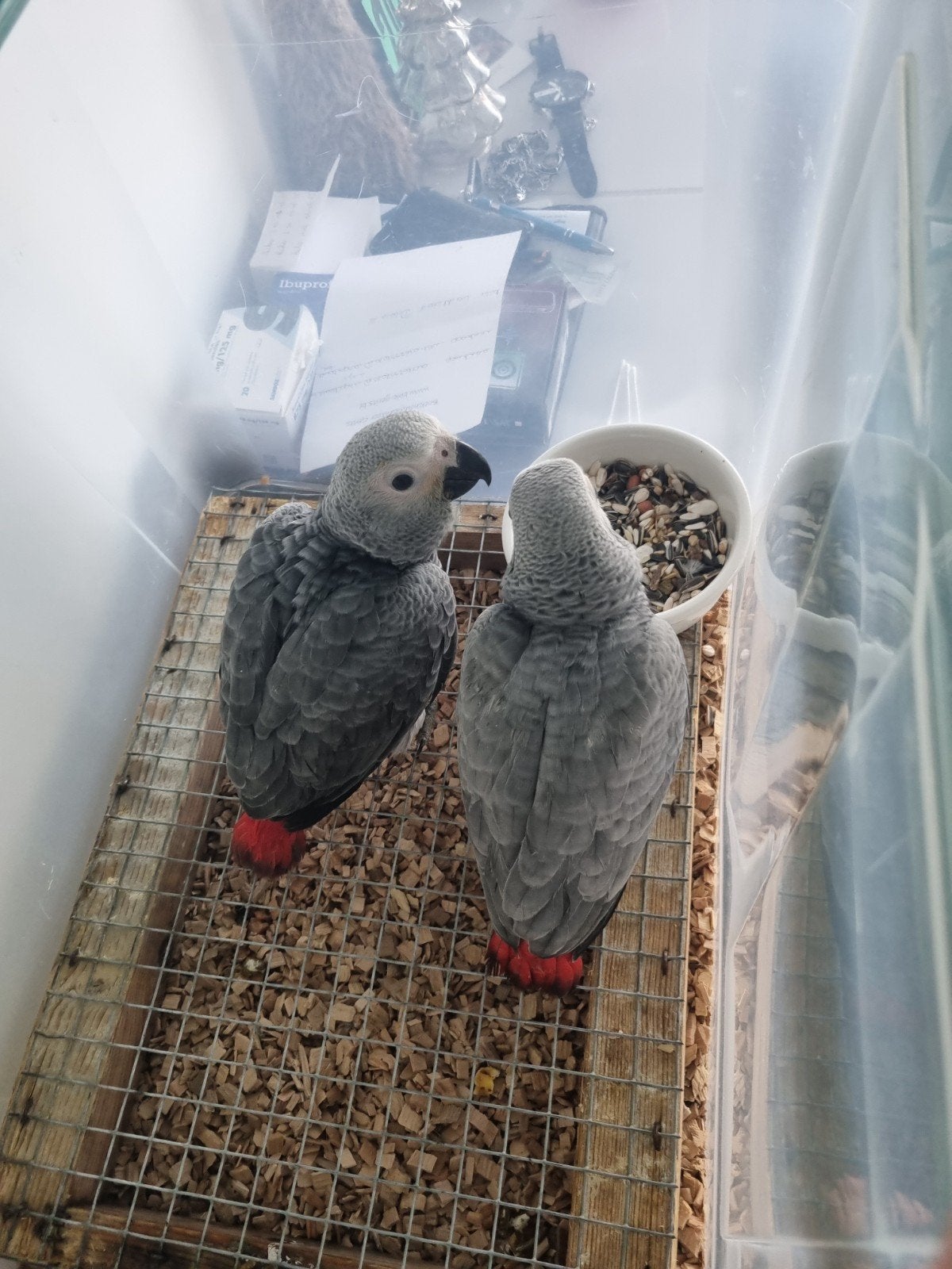 Grijze roodstaart, Dieren en Toebehoren, Vogels | Parkieten en Papegaaien