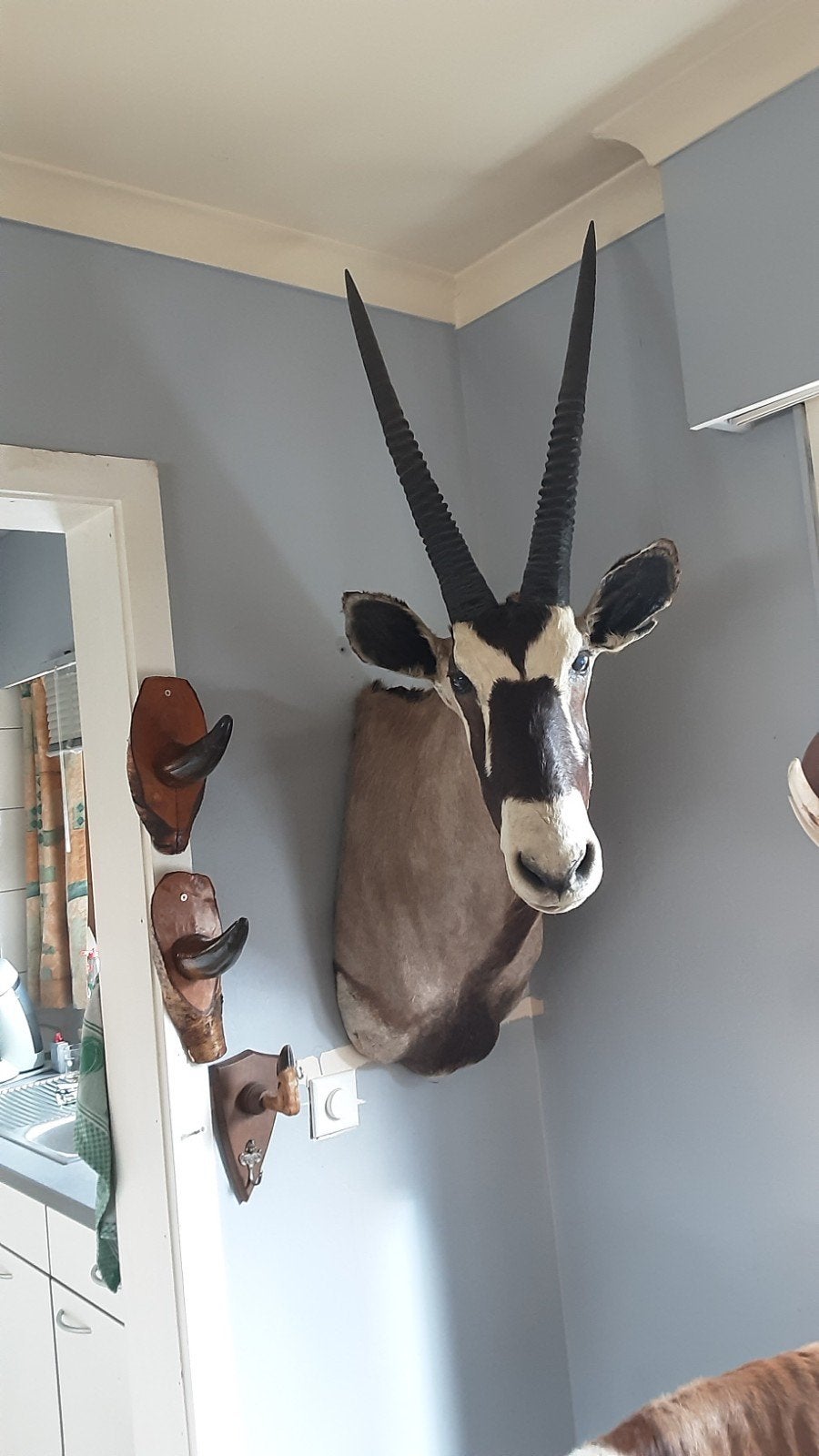 gems en rode hartebeest, Ophalen of Verzenden