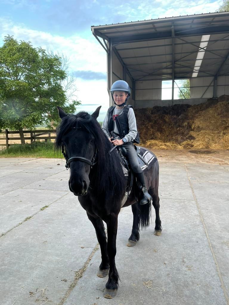 Halve stal d-pony te Dentergem, Enlèvement, Comme neuf