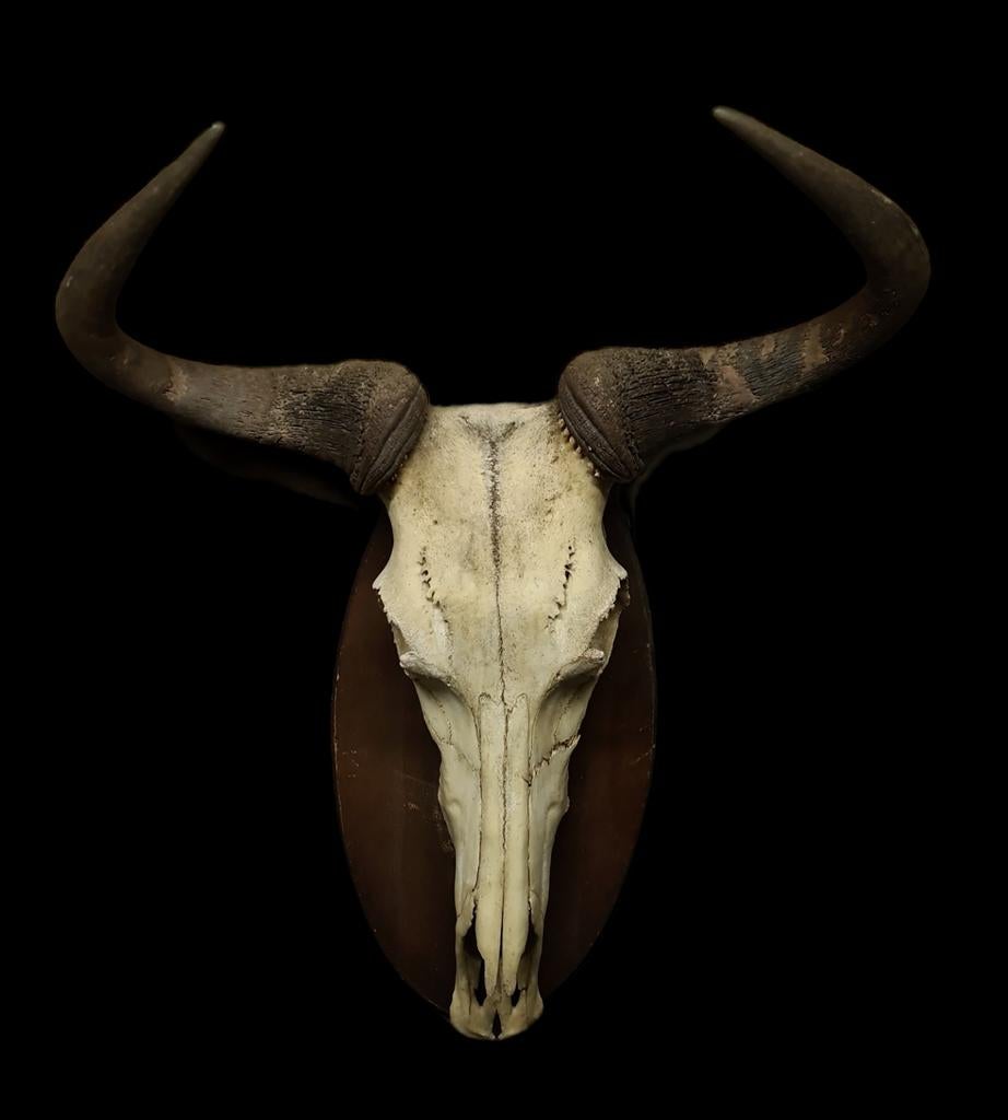Authentieke Afrikaanse gnoe-schedel( wilde beest), Ophalen of Verzenden, Schedel