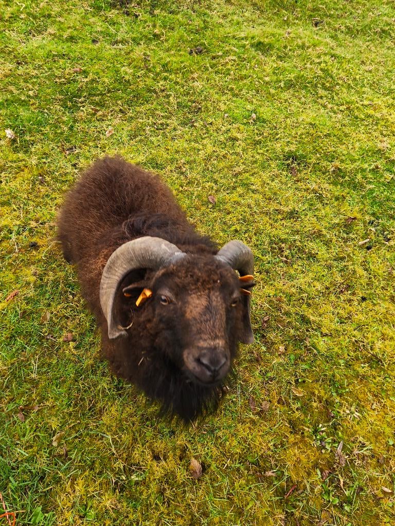 Ouessant ram met stamboom, Dieren en Toebehoren, Mannelijk, Schaap, 0 tot 2 jaar