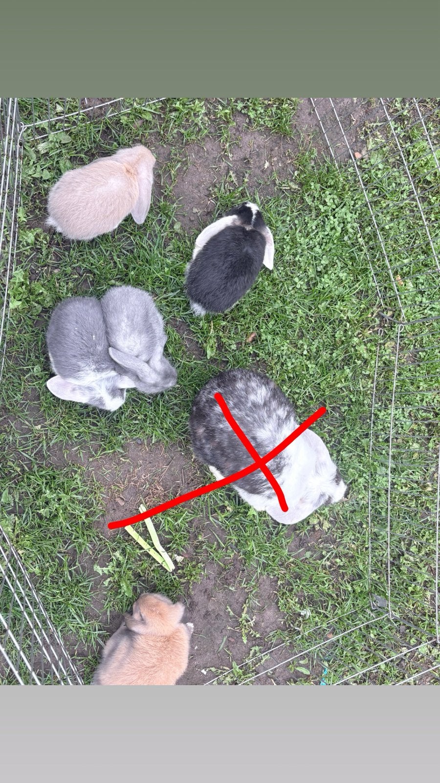 Baby konijntjes te koop, Meerdere dieren, Middelgroot, Hangoor, 0 tot 2 jaar