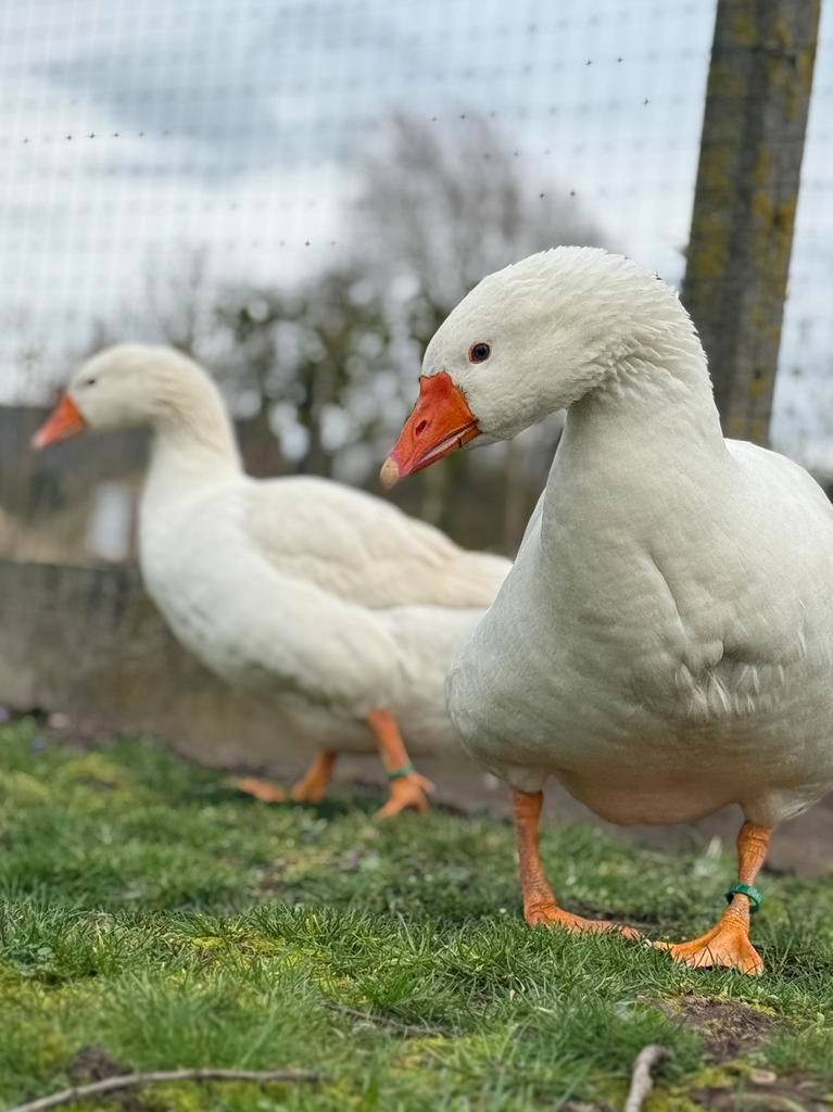Oeufs à éclore d'oies de Bohême, Animaux & Accessoires, Volatiles, Oie ou Cygne, Sexe inconnu