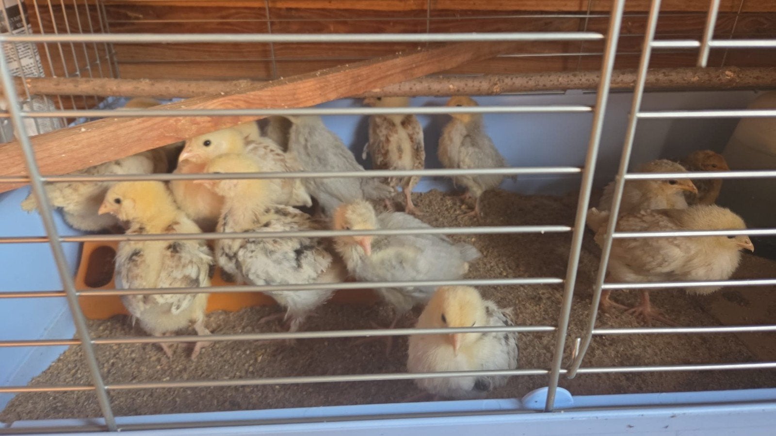 Duitse favorelles kuikentje (100%hennen), Dieren en Toebehoren