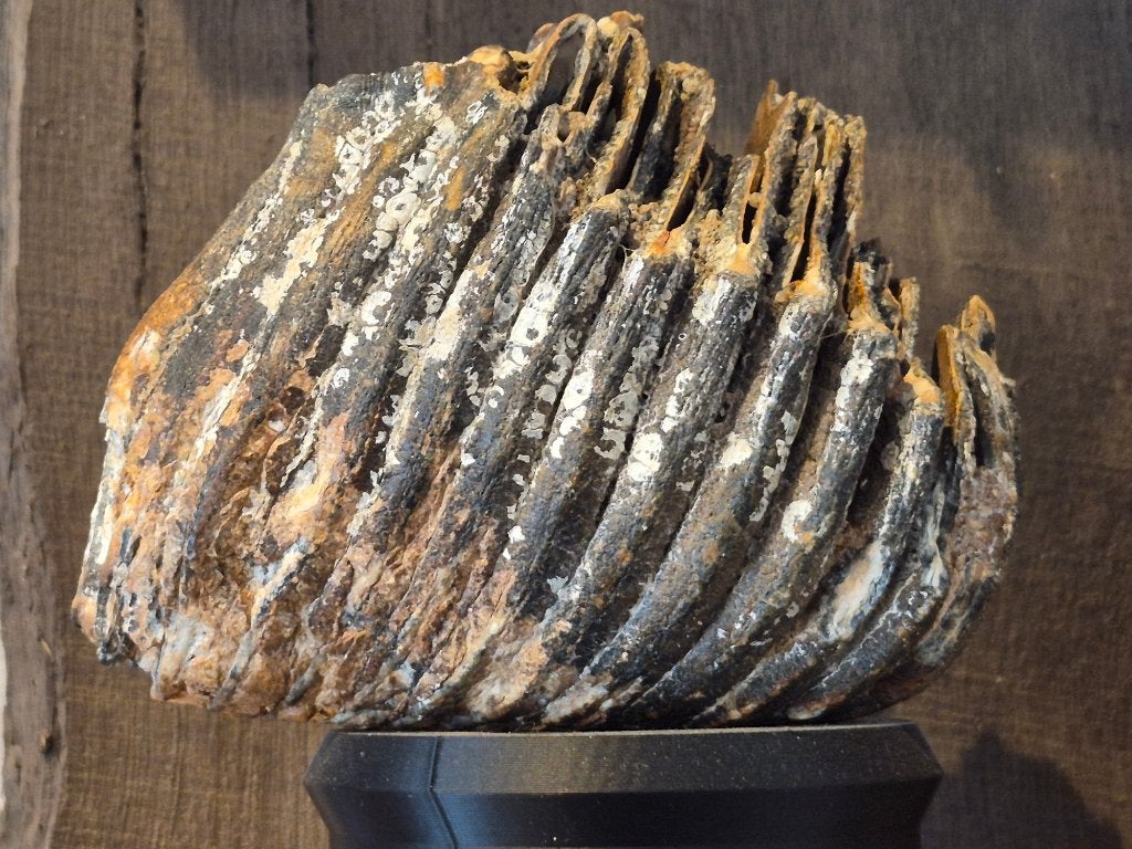 Mammoet tand, Ophalen of Verzenden, Fossiel