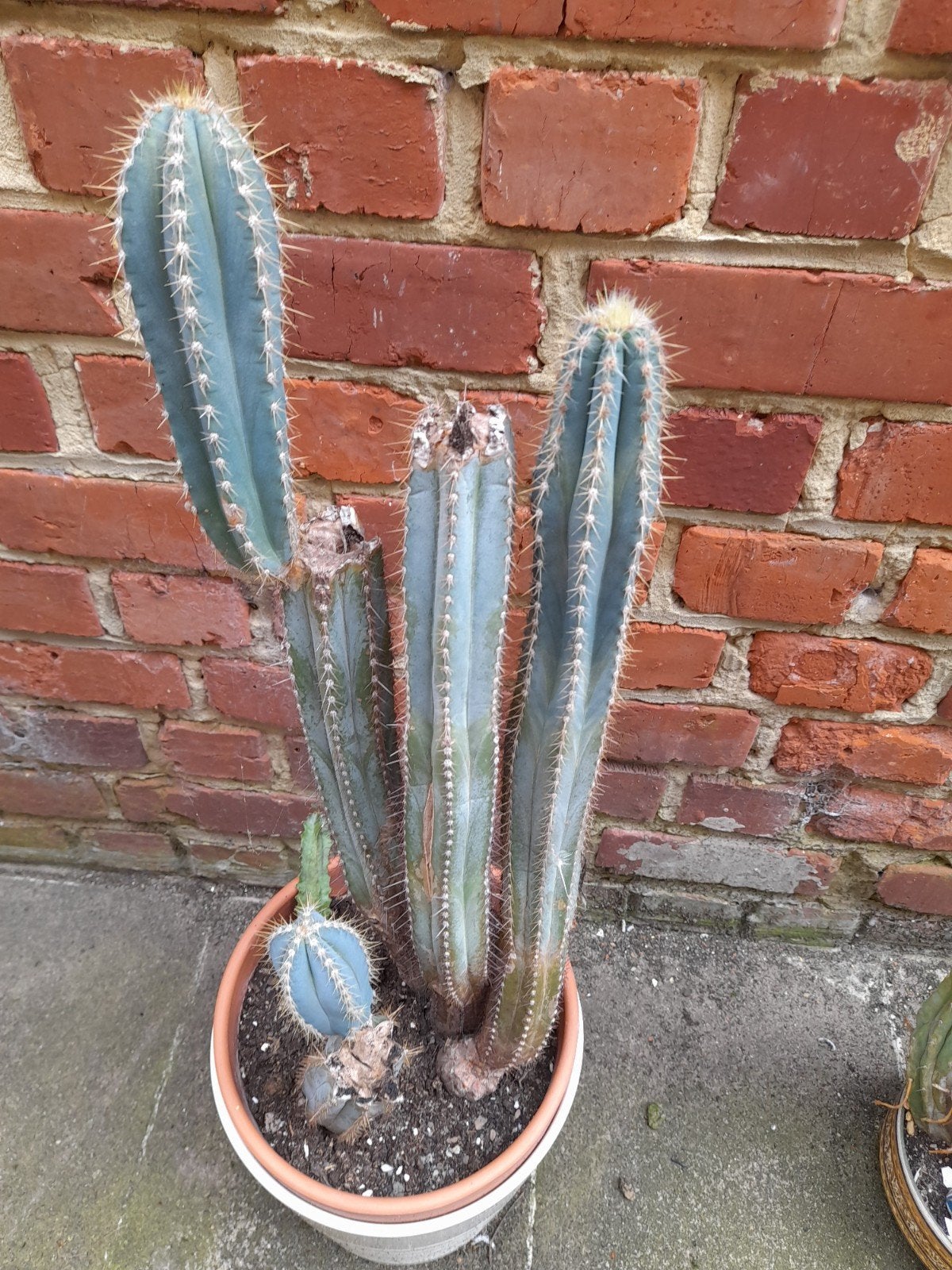 Très anciens cactus maximum avec  le pot  72 cm, Maison & Meubles, Enlèvement ou Envoi, Cactus