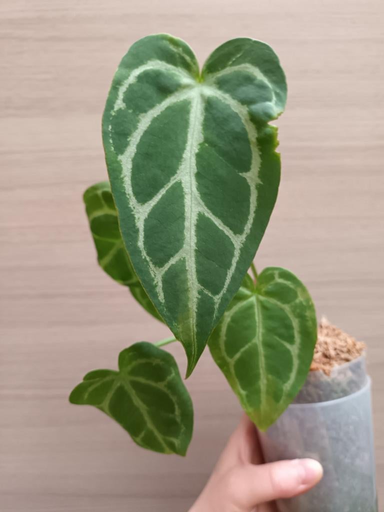 Anthurium magnificum x (pedatoradiatum?), Enlèvement ou Envoi