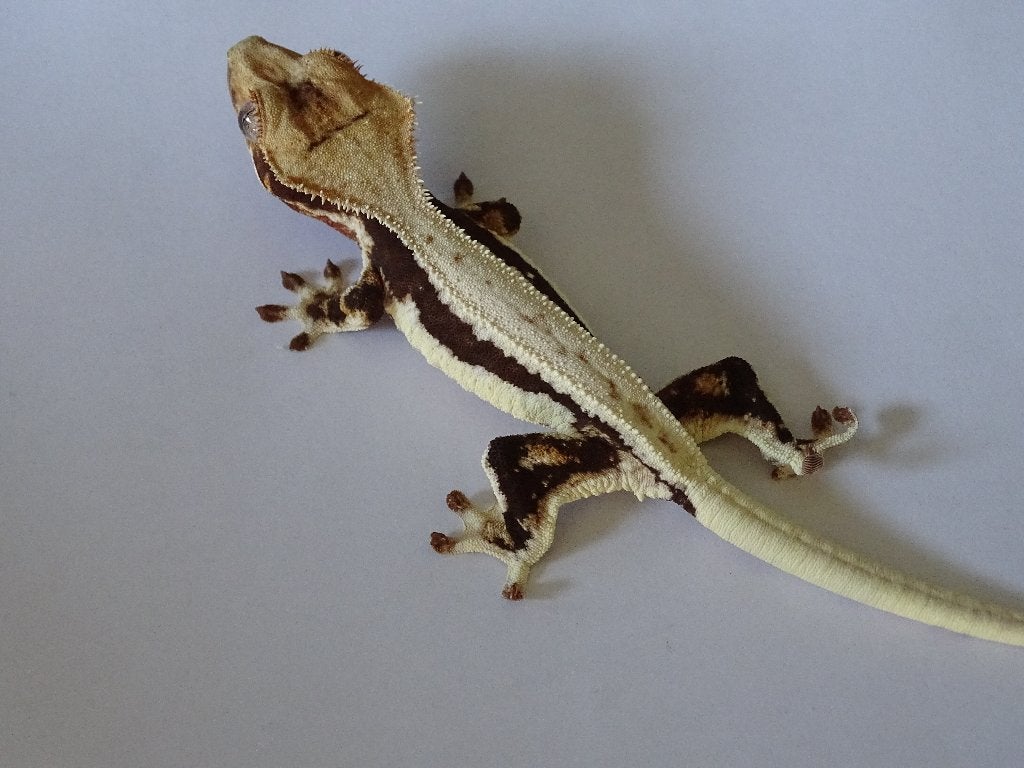 LW wimpergekko, Dieren en Toebehoren, Reptielen en Amfibieën
