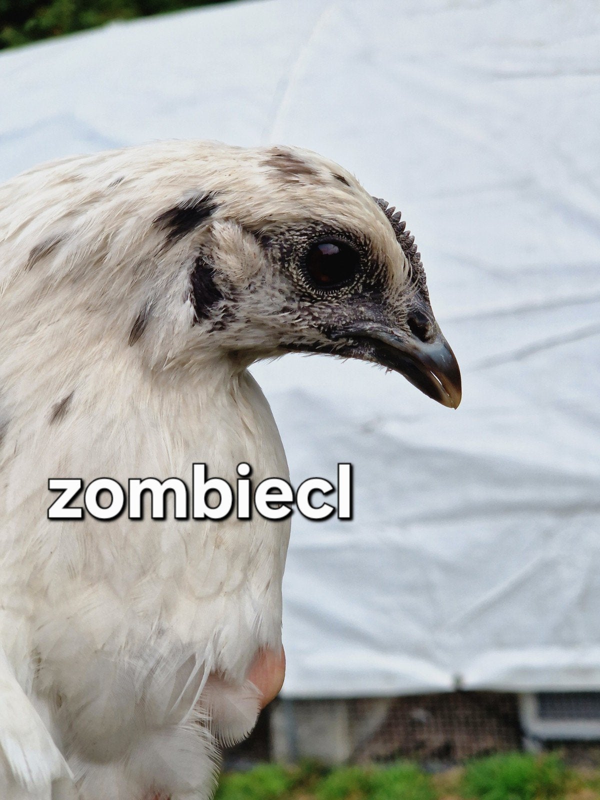 poule zombie, Animaux & Accessoires, Volatiles