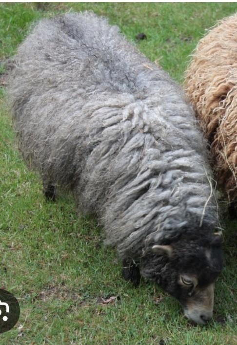 Op zoek: grijze ouessant ooi of ram, Dieren en Toebehoren, Geslacht onbekend, Schaap, 0 tot 2 jaar