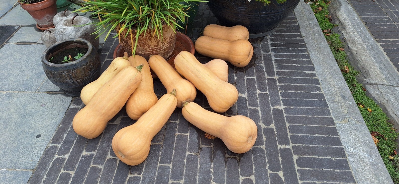 butternut pompoenen, Enlèvement