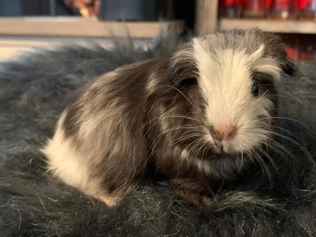 Prachtig Magpie coronet beertje 4 weken, Cavia, April, Mannelijk, Tam