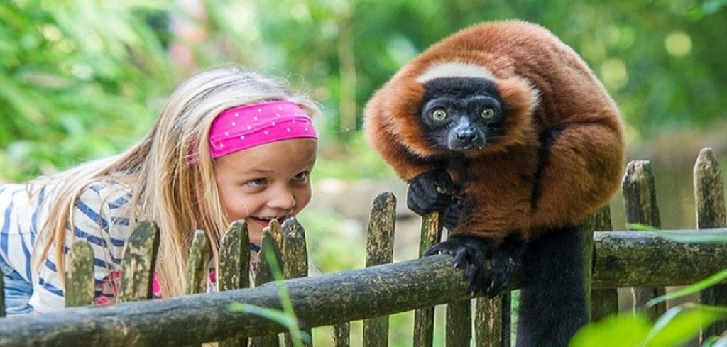Apenheul 2026 - Billets - 1+1 GRATUIT, Tickets & Billets, Loisirs | Jardins zoologiques, Deux personnes
