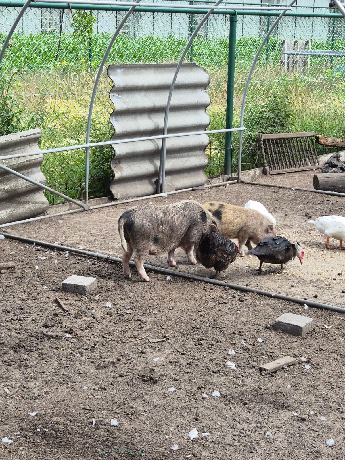 Varkens, Dieren en Toebehoren