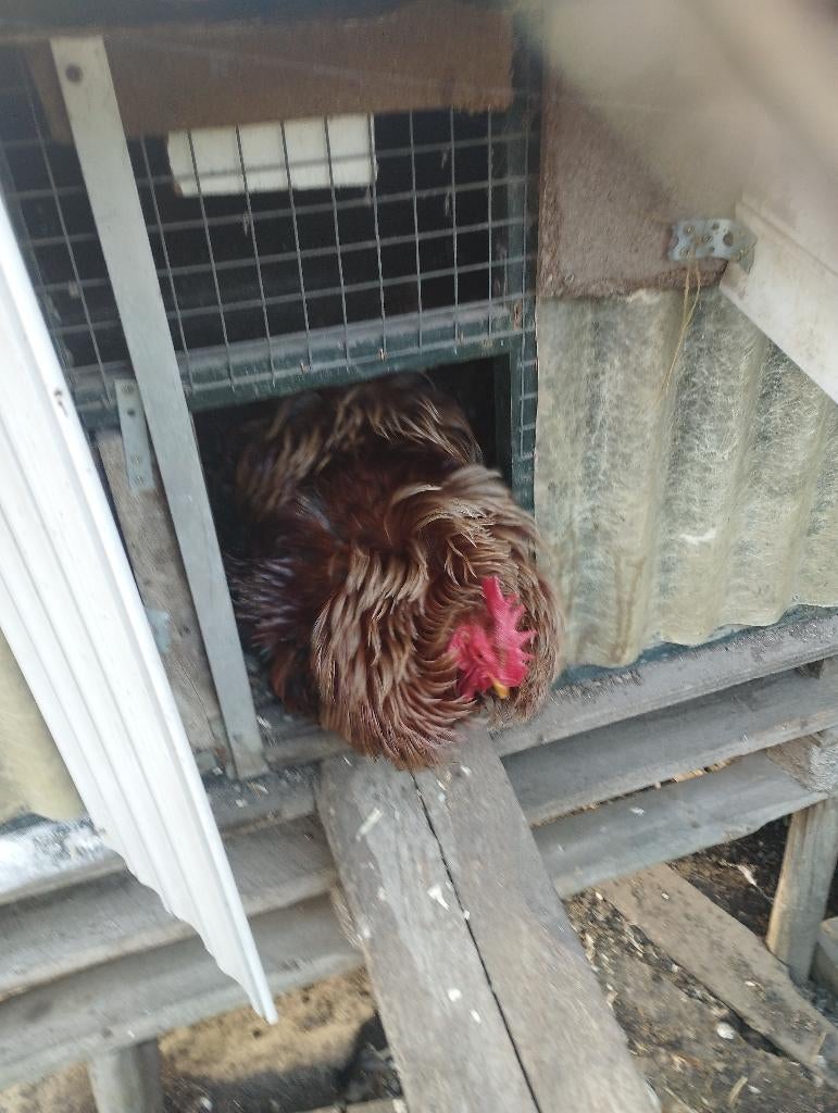 Cochin krul haan, Dieren en Toebehoren, Pluimvee, Mannelijk, Kip