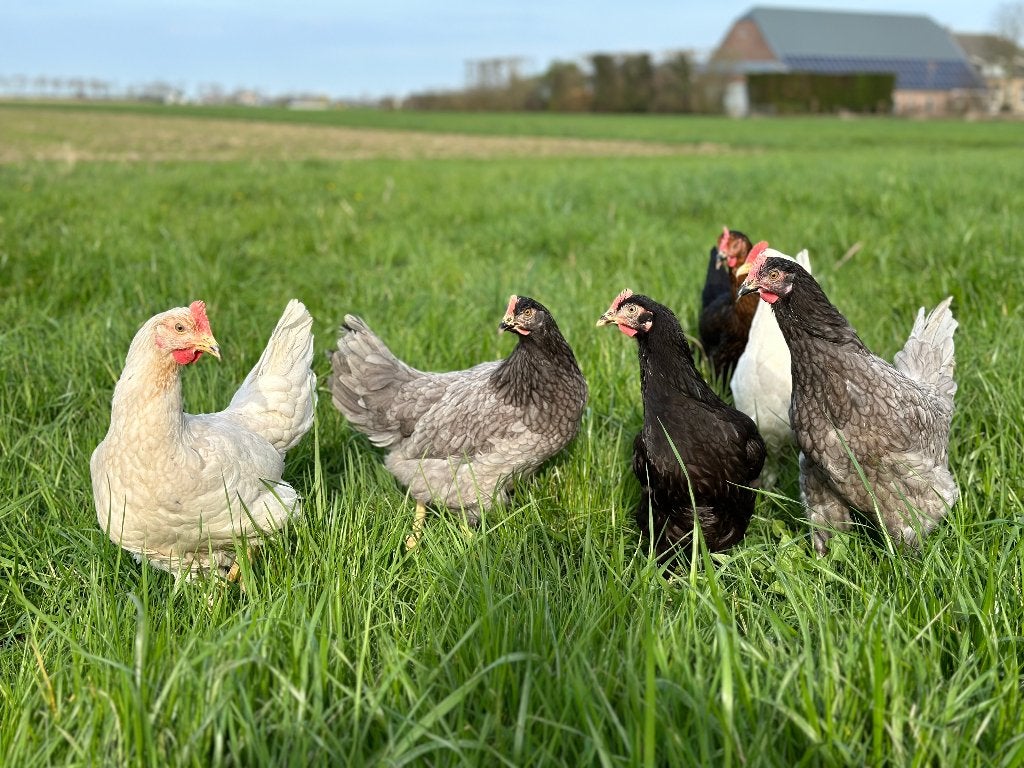 Jonge tamme Groenleggers gesekst en ingeënt, Dieren en Toebehoren, Vrouwelijk, Kip
