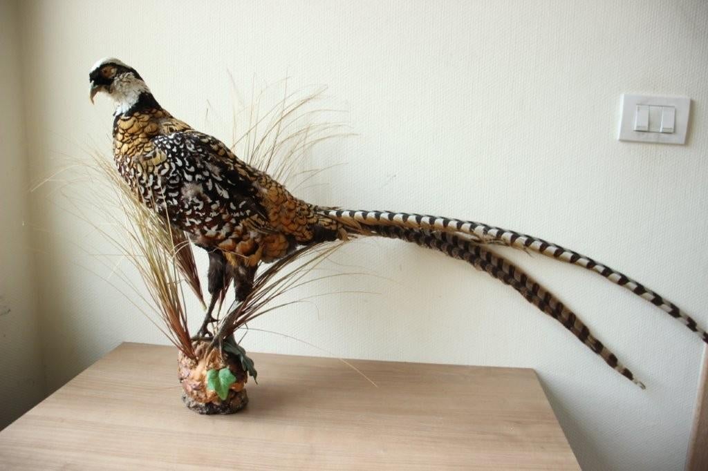 Taxidermie opgezette fazant, Ophalen, Gebruikt