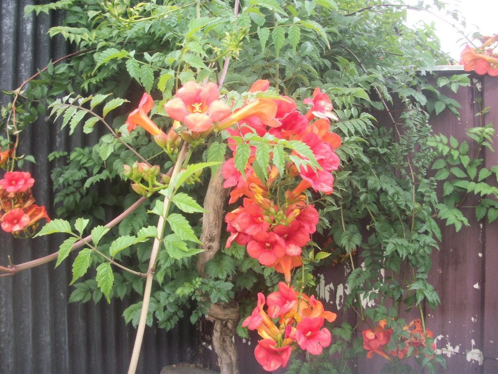 Campsis radicans of trompetklimmer, Jardin & Terrasse, Plantes | Jardin, Plein soleil, Été, Enlèvement, Plante fixe
