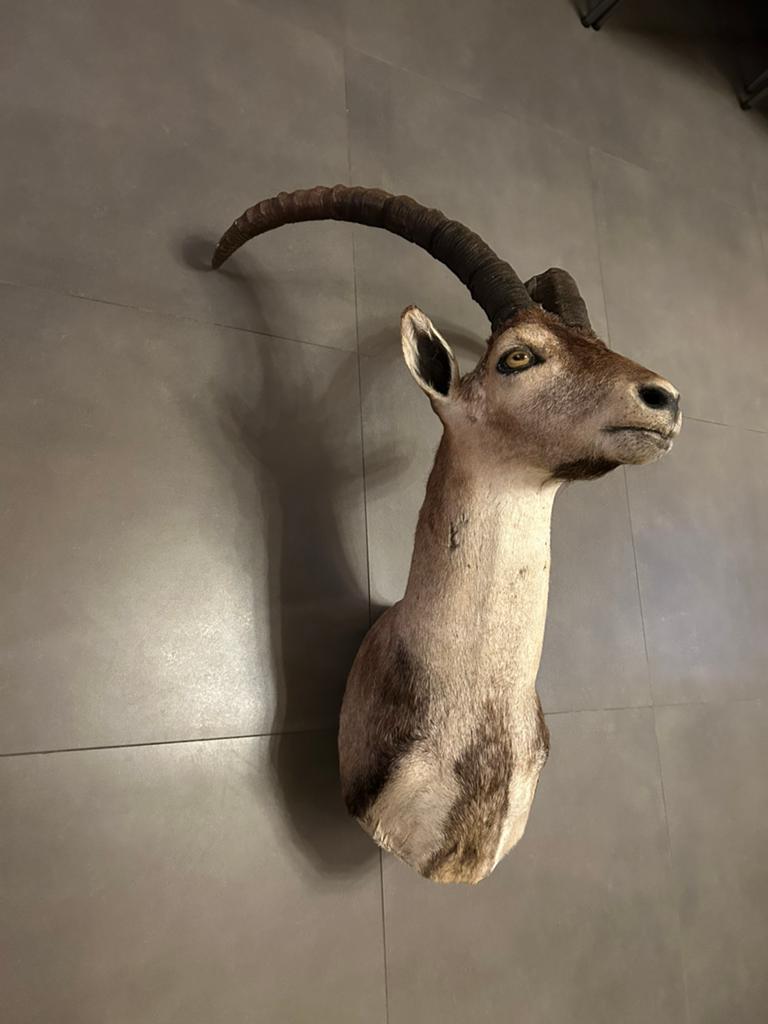 IBEX Steenbok, Antiek en Kunst, Ophalen