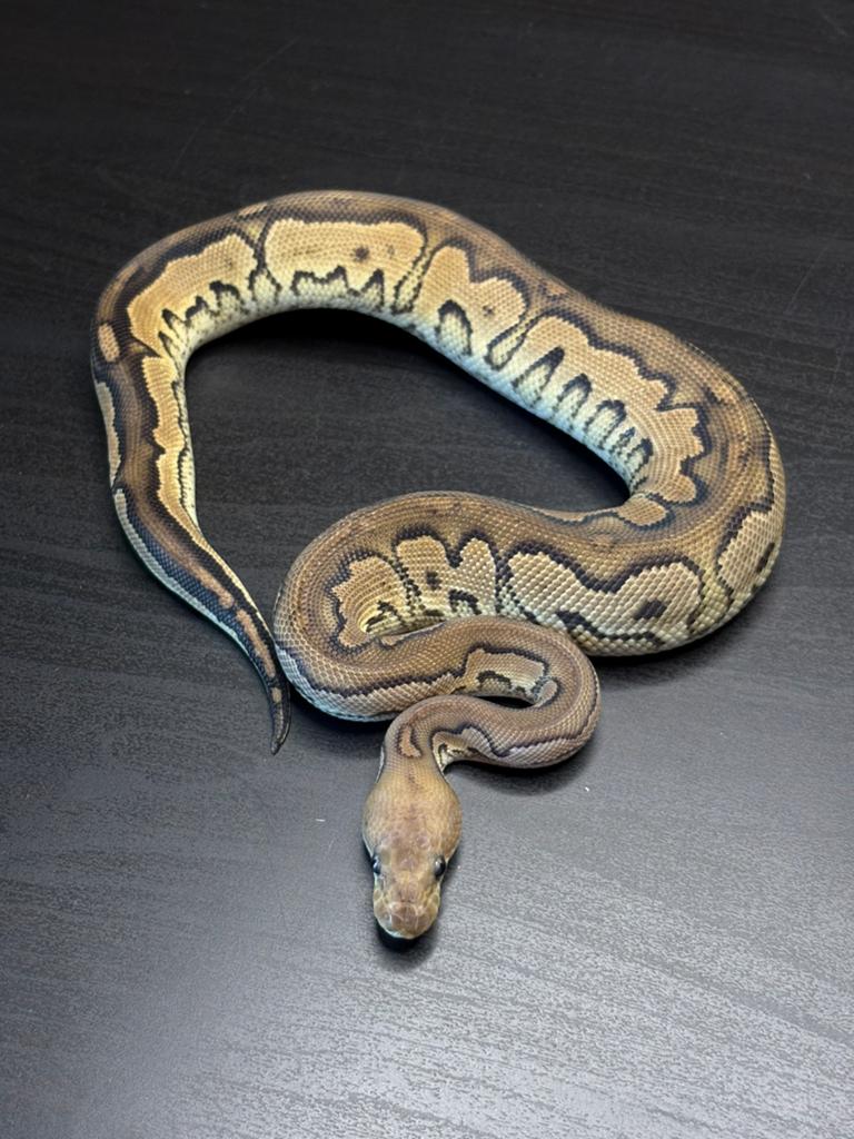 1.0 cinnamon orange dream yb clown 50%dh dg pied, Animaux & Accessoires, Serpent, Domestique, 0 à 2 ans