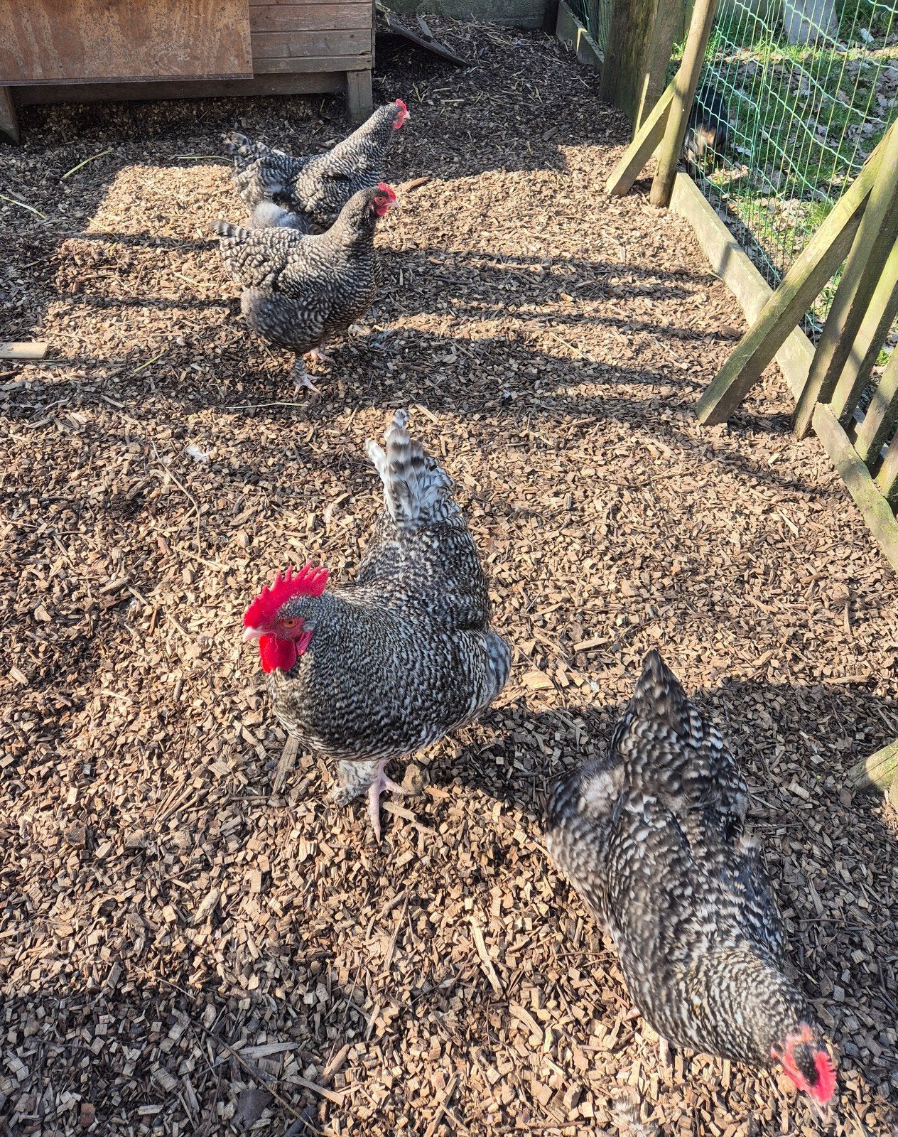 Œufs à incuber de race pure - Poulet coucou de Malines
