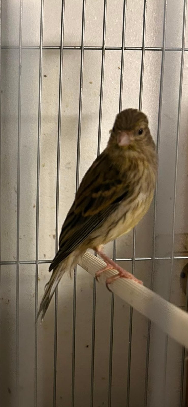 Oiseau canaris les parents ainsi que 3 jeunes 2026, Meerdere dieren, Zangkanarie