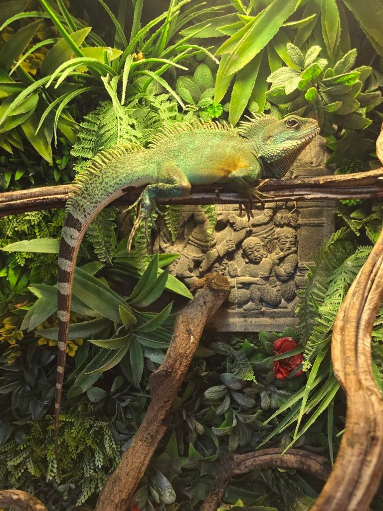 Wateragamen aangeboden, Dieren en Toebehoren, Reptielen en Amfibieën, Amfibie