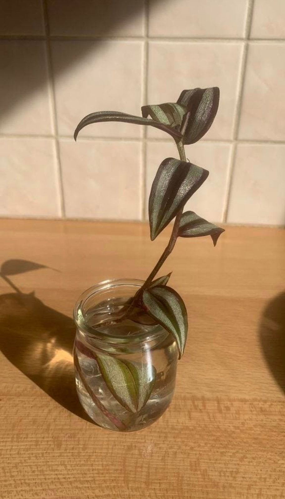 Plante Tradescantia zebrina " Misère ", Enlèvement