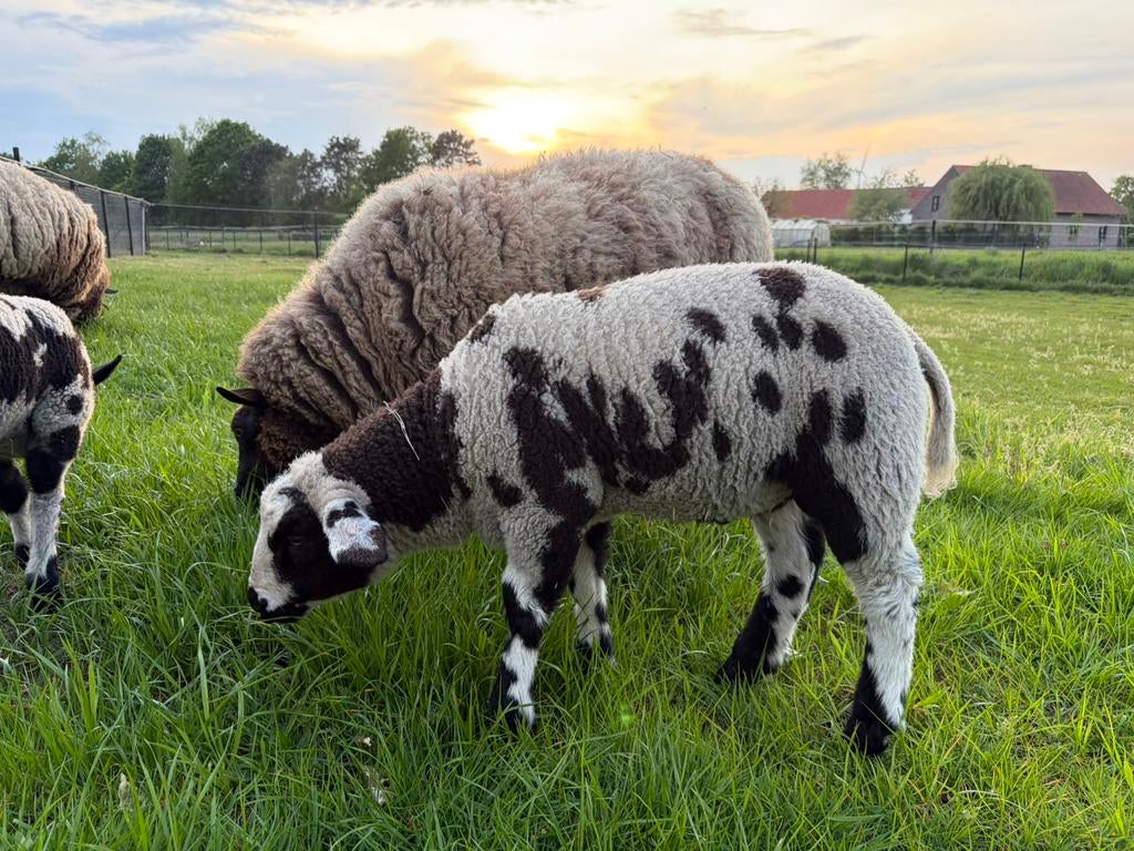 Baggerbonte ramlammeren, Dieren en Toebehoren, Schapen, Geiten en Varkens, Schaap, 0 tot 2 jaar