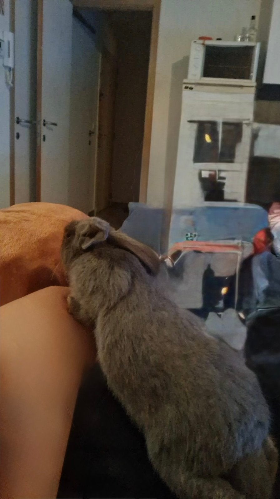 Lief konijntje zoekt een nieuwe thuis