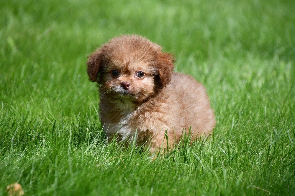 Chiots Shih Tzu x Chihuahua à vendre, Maladie de Carré (chiens), Autres races, Plusieurs, Belgique