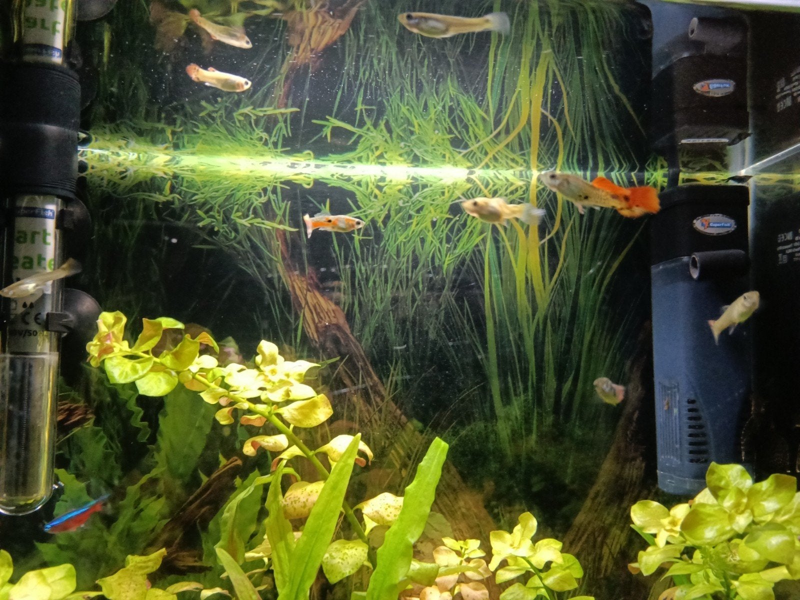 Aquarium, Animaux & Accessoires, Enlèvement