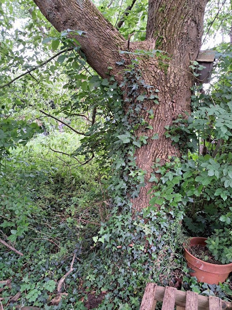 Gratis brandhout tegen vellen van boom, Tuin en Terras, Ophalen, Essenhout