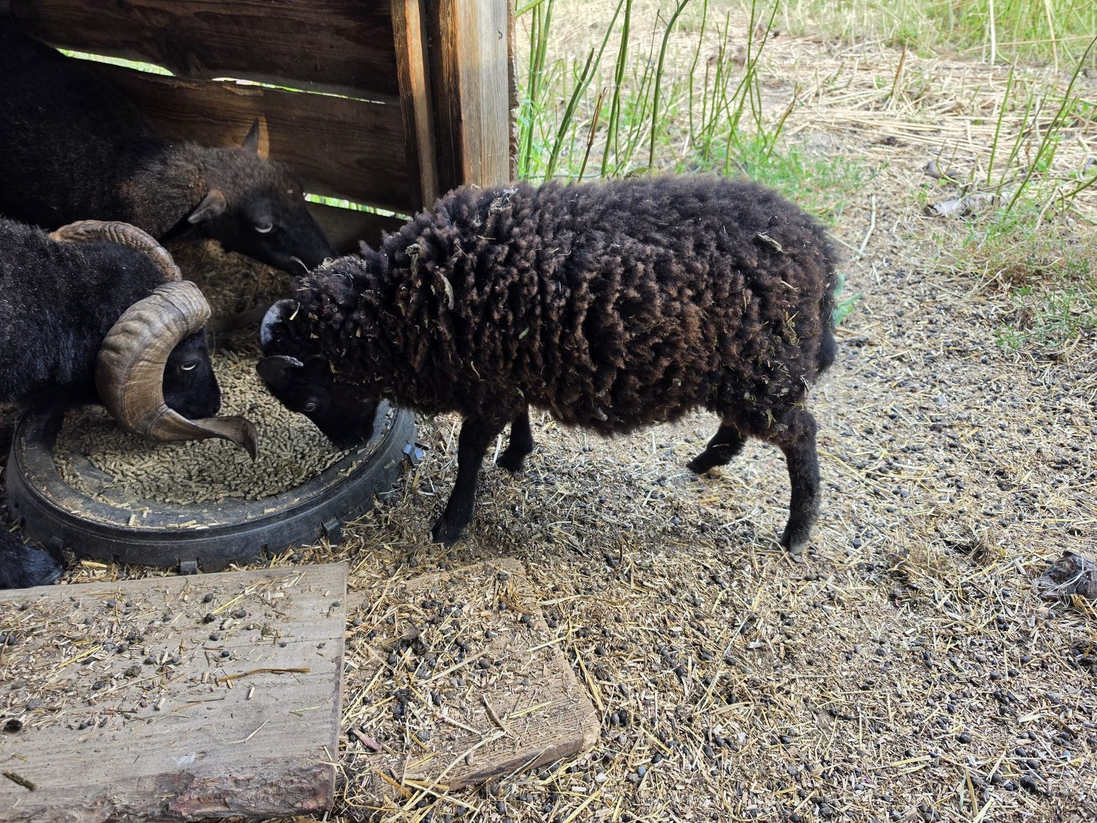 Ouessant ram, Dieren en Toebehoren, Schapen, Geiten en Varkens, Mannelijk, Schaap, 0 tot 2 jaar