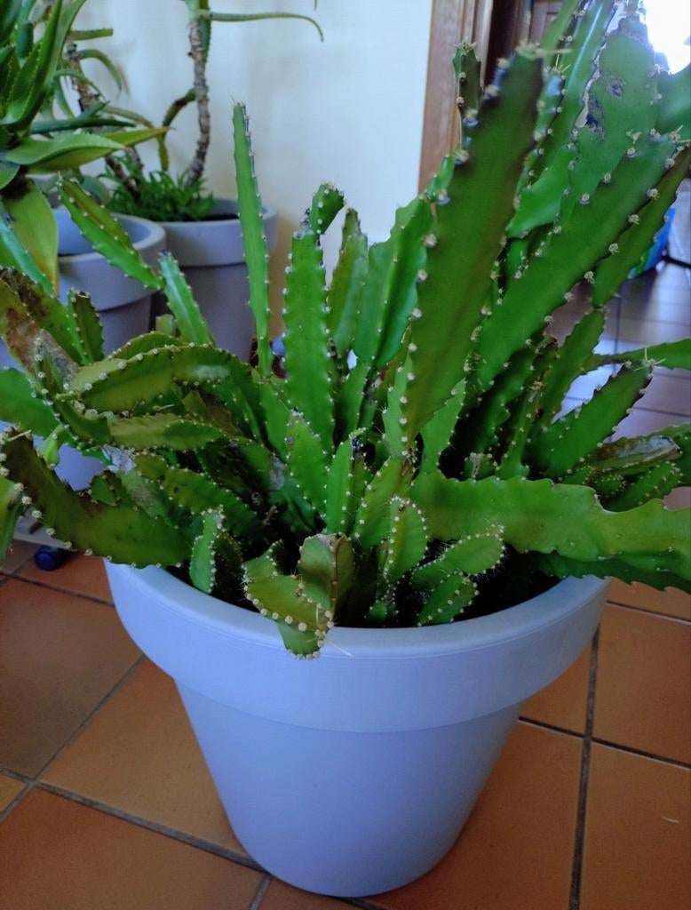 Plantes méditerranéennes et cactus, Enlèvement, Herbes