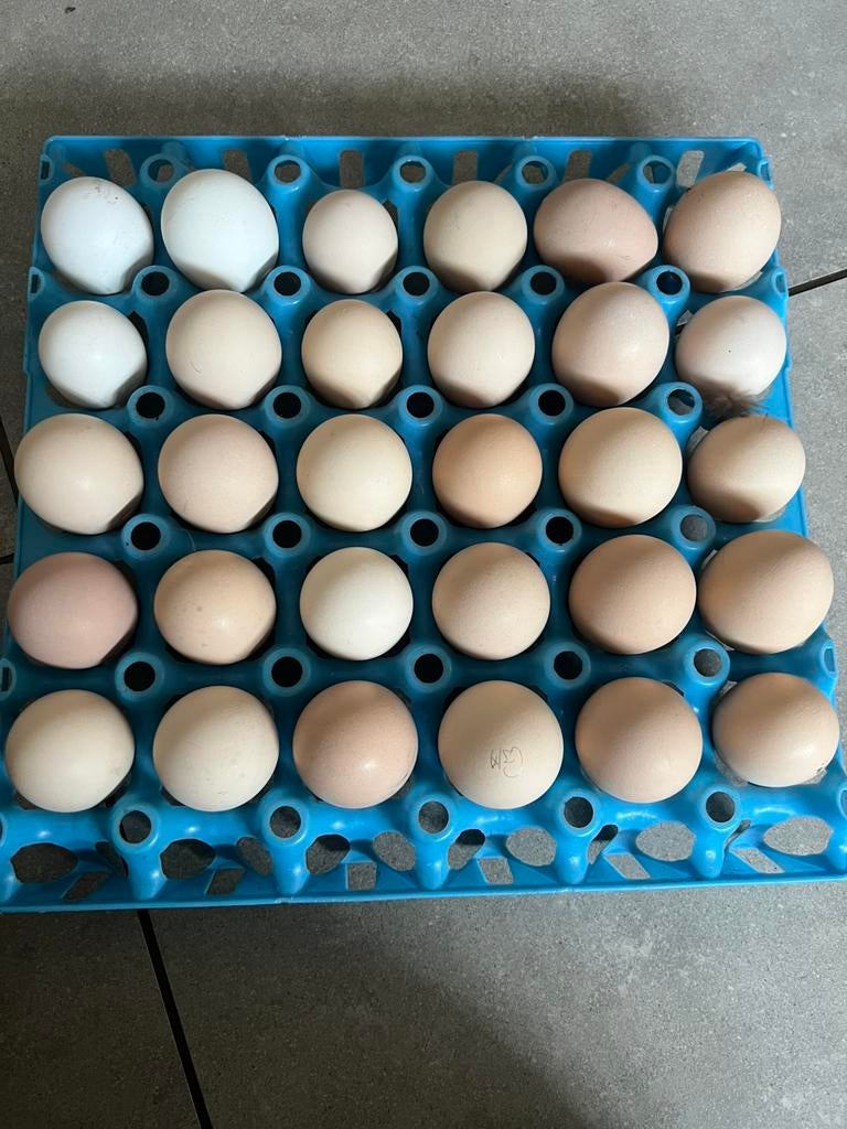 Verse eieren, Poule ou poulet