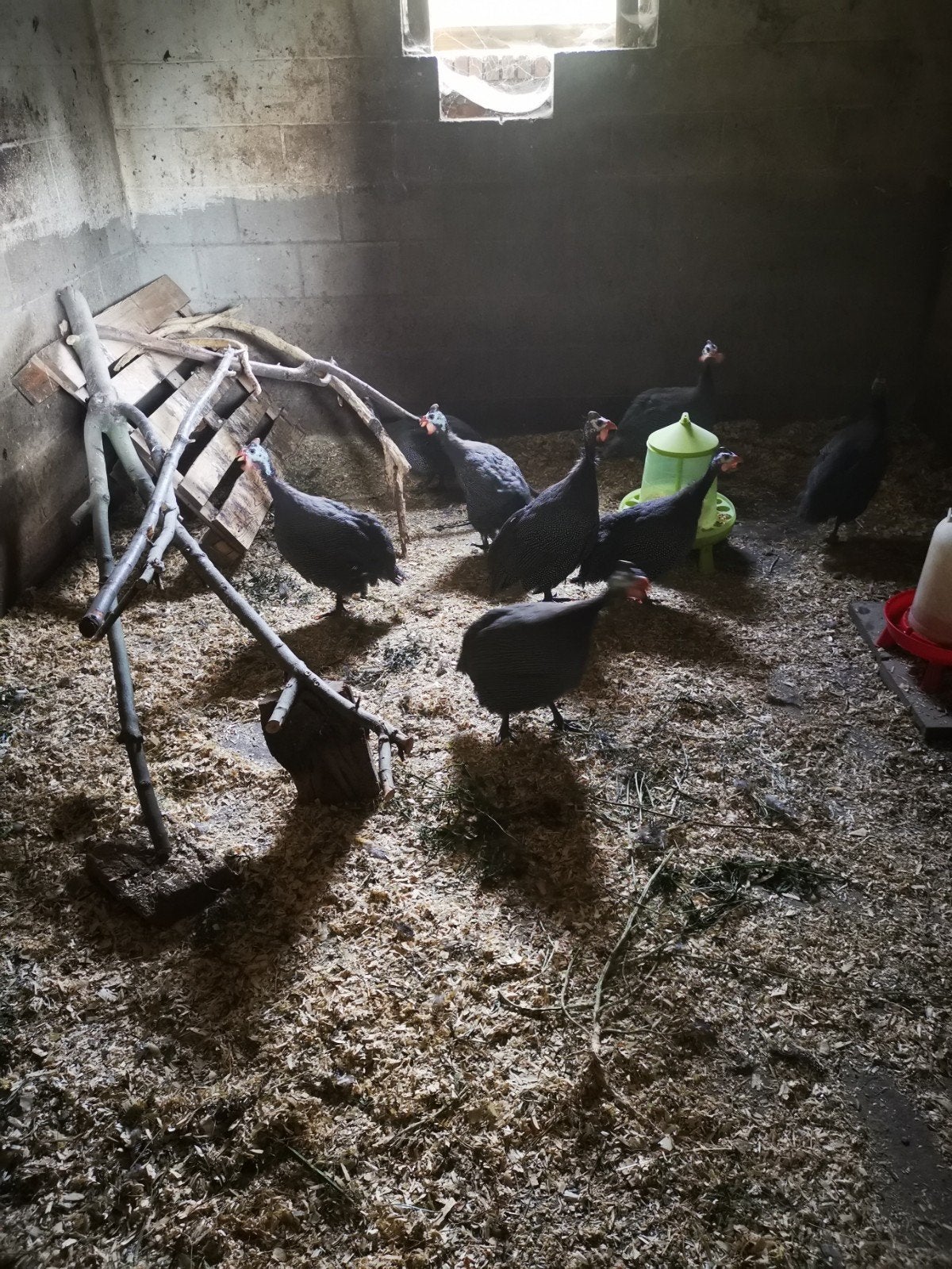 parelhoenders ', April, Geslacht onbekend