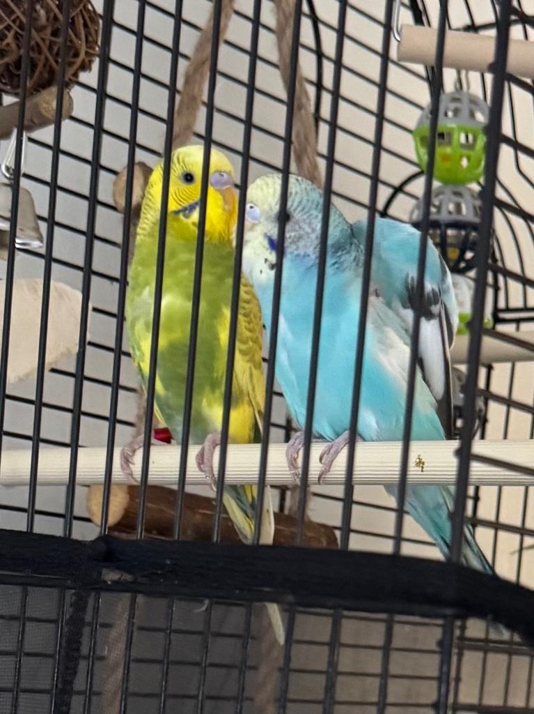 Jong koppeltje grasparkieten, Plusieurs animaux, Perruche, Bagué