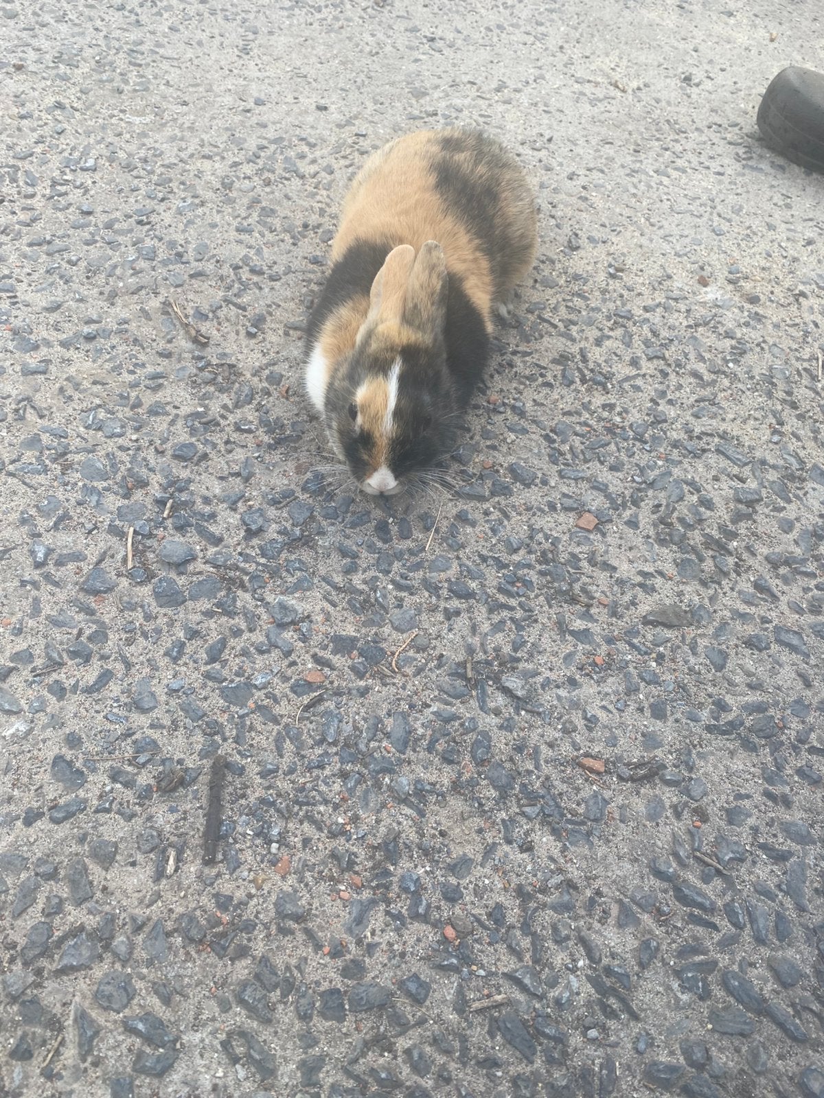 dwergkonijn, Dieren en Toebehoren, Juni, Mannelijk