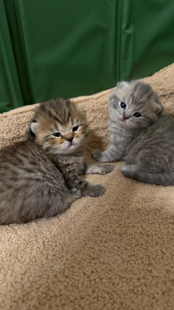 Brits korthaar kittens, Plusieurs animaux, Vermifugé, 0 à 2 ans